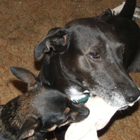 Meet your Posher, Donna - Picture 1 of 1